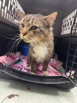 Rescue Domestic Medium Hair Cats for Adoption in Danielsville, Georgia - Barney | PetCurious