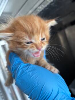 Rescue Domestic Medium Hair Cats for Adoption in Douglasville, Georgia - Horus | PetCurious