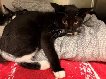PUMA -  Domestic Short Hair Cat for Adoption in Rancho Cucamonga, California - PUMA | PetCurious