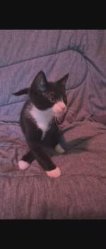 Taylor -  Domestic Short Hair Cat for Adoption in Berwick, Pennsylvania - Taylor | PetCurious