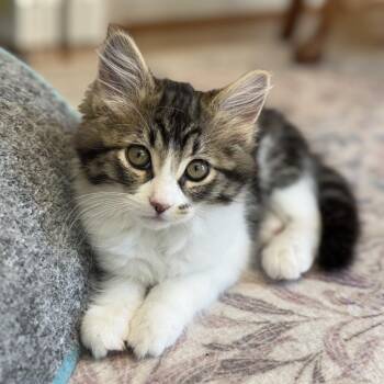 Carmen -  Domestic Medium Hair Cat for Adoption in Saint Charles, Missouri - Carmen | PetCurious