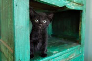 Bugles -  Domestic Short Hair Cat for Adoption in San Antonio, Texas - Bugles | PetCurious