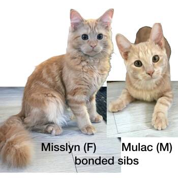 Misslyn & Mulac--BONDED SIBS -  Domestic Medium Hair Cat for Adoption in Fair Haven, Vermont - Misslyn & Mulac--BONDED SIBS | PetCurious