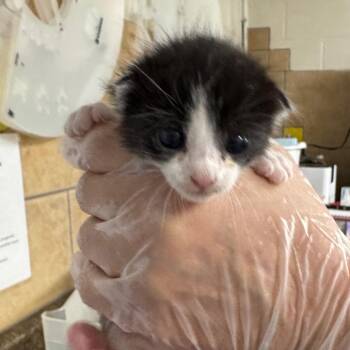 Michelangelo -  Domestic Short Hair Cat for Adoption in Eureka Springs, Arkansas - Michelangelo | PetCurious