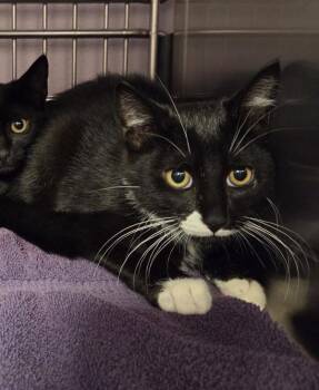 Donburi - Barn Cat -  Domestic Short Hair Cat for Adoption in Vancouver, Washington - Donburi - Barn Cat | PetCurious