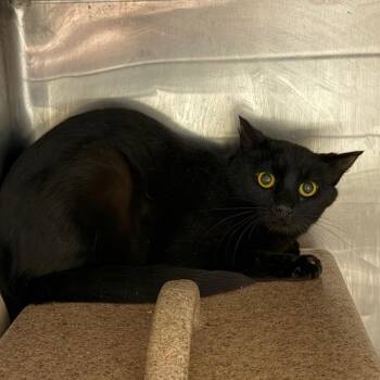 Domestic Short Hair Cats Available for Adoption in Tuscaloosa, Alabama - TUSC-Wildlife-84098 | PetCurious