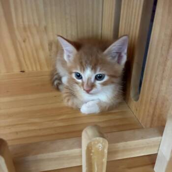 Charles -  American Shorthair Cat for Adoption in Torrey, Utah - Charles | PetCurious