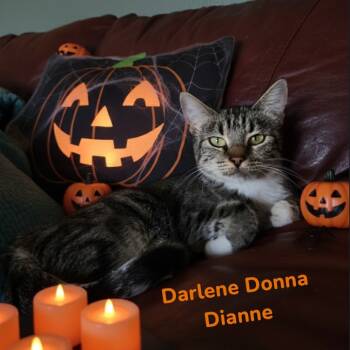 Rescue Domestic Short Hair Cats for Adoption in Layton, Utah - Darlene Donna Dianne | PetCurious