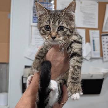 Domestic Short Hair Cats Available for Adoption in Buchanan Dam, Texas - Venus | PetCurious