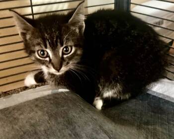 Rescue American Shorthair and Tabby Cats for Adoption in Lincoln Park, Michigan - TNT | PetCurious