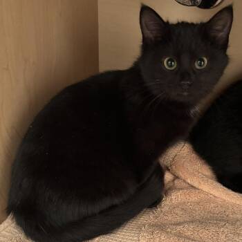 Domestic Short Hair Cats Available for Adoption - Rhonda | PetCurious