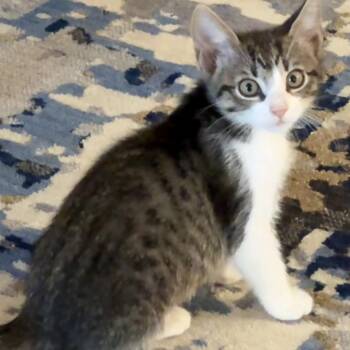 Spearow Miller -  Domestic Short Hair and Tabby Cat for Adoption in Morrison, Colorado - Spearow Miller | PetCurious