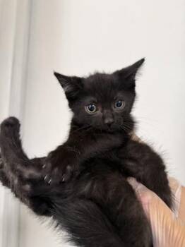 ANA -  Domestic Short Hair Cat for Adoption in San Bernardino, California - ANA | PetCurious