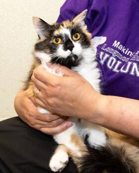 Sable -  Domestic Medium Hair and Domestic Short Hair Cat for Adoption in Longmont, Colorado - Sable | PetCurious