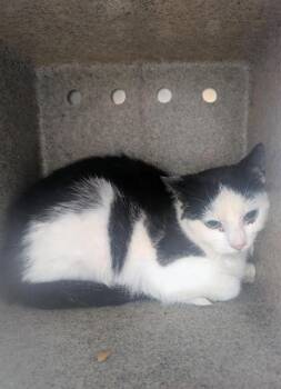 Domestic Short Hair Cats Available for Adoption - A568879 | PetCurious