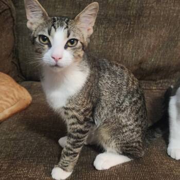 Rescue Domestic Short Hair Cats for Adoption in Hackett, Arkansas - Frumpkin | PetCurious