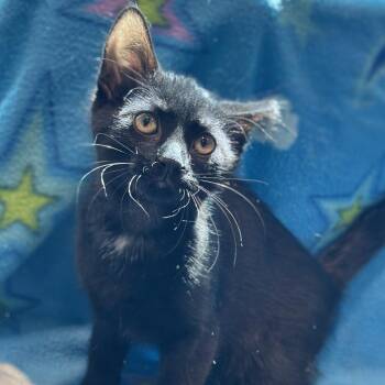 Verona -  Domestic Short Hair Cat for Adoption in Matteson, Illinois - Verona | PetCurious