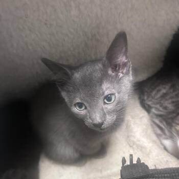 Bambam -  Domestic Short Hair Cat for Adoption in Philadelphia, Pennsylvania - Bambam | PetCurious