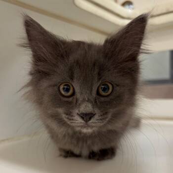 Benelli -  Domestic Long Hair Cat for Adoption in Cheyenne, Wyoming - Benelli | PetCurious