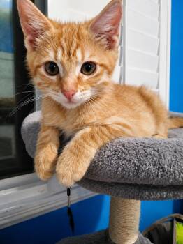 Radley -  Domestic Short Hair Cat for Adoption in Rio Linda, California - Radley | PetCurious