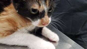 CEYLAN -  Domestic Short Hair Cat for Adoption in Aurora, Illinois - CEYLAN | PetCurious