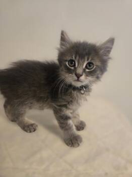 Fraser -  Domestic Long Hair Cat Available for Adoption in Cary, North Carolina - Fraser | PetCurious