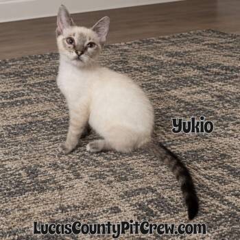 Yukio -  Siamese and Domestic Short Hair Cat for Adoption in Toledo, Ohio - Yukio | PetCurious