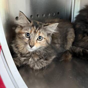 Quesadilla -  Domestic Medium Hair Cat for Adoption in Bend, Oregon - Quesadilla | PetCurious