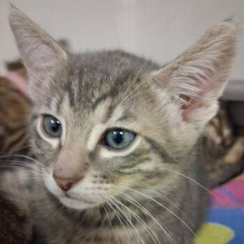 Pele -  Domestic Short Hair Cat for Adoption in Redwood City, California - Pele | PetCurious