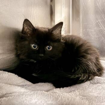 Domestic Short Hair Cats Available for Adoption in Palm Springs, California - Maroon | PetCurious