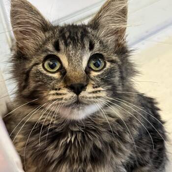 Omar -  Domestic Medium Hair Cat for Adoption in Moline, Illinois - Omar | PetCurious