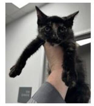 Cannoli -  Domestic Short Hair Cat for Adoption in Fort Worth, Texas - Cannoli | PetCurious