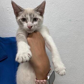 Lion -  Domestic Short Hair Cat for Adoption in Guaynabo, Guaynabo - Lion | PetCurious