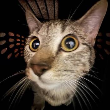 Paulson -  Domestic Short Hair Cat for Adoption in Des Moines, Iowa - Paulson | PetCurious