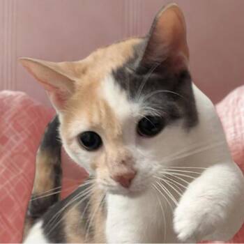 Magenta -  Calico Cat for Adoption in Montclair, New Jersey - Magenta | PetCurious