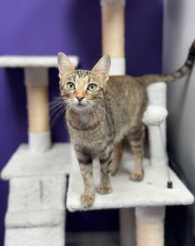 Rescue Domestic Short Hair Cats for Adoption in Valley Park, Oklahoma - Mimosa | PetCurious