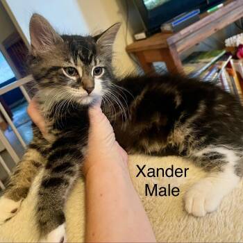 Kittens -  Domestic Short Hair Cat for Adoption in High View, West Virginia - Kittens | PetCurious