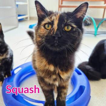 Squash -  Domestic Long Hair Cat for Adoption in North Saint Paul, Minnesota - Squash | PetCurious