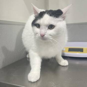 Domestic Short Hair Cats Available for Adoption - Lady | PetCurious