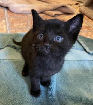 Domestic Short Hair Cats Available for Adoption in Corrales, New Mexico - Odessa | PetCurious