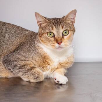 Annabelle -  Domestic Short Hair Cat for Adoption in Hattiesburg, Mississippi - Annabelle | PetCurious