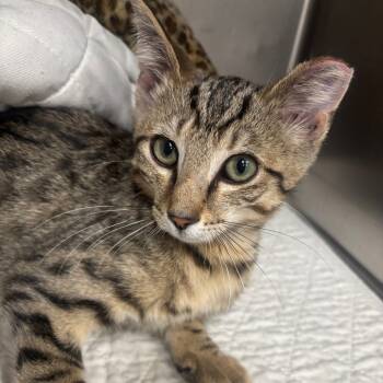 Rescue Domestic Short Hair Cats for Adoption in Napoleon, Ohio - Archer 79C25 | PetCurious