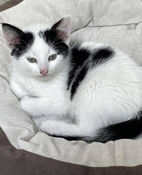 Rescue Domestic Short Hair Cats for Adoption in Westfield, New Jersey - Summit | PetCurious