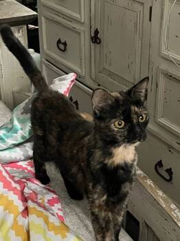 Rescue Domestic Short Hair Cats for Adoption in Memphis, Tennessee - Callie | PetCurious