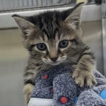 Sister bear -  Domestic Short Hair Cat Available for Adoption in West Palm Beach, Florida - Sister Bear | PetCurious