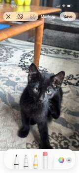 Steak Sauce -  Domestic Medium Hair Cat for Adoption in Vancouver, Washington - Steak Sauce | PetCurious