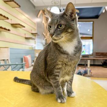 Rescue Domestic Short Hair Cats for Adoption in Wichita, Kansas - Bobby Joe | PetCurious