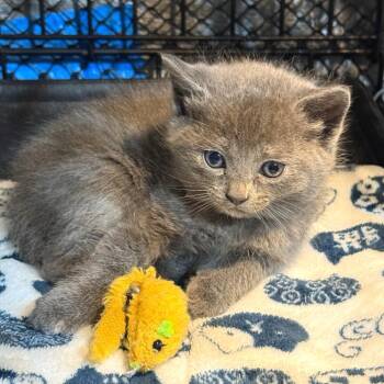 Adela -  Domestic Short Hair Cat for Adoption in Cumming, Georgia - Adela | PetCurious