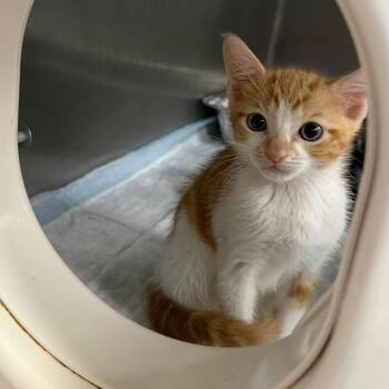 Lucas -  Domestic Short Hair Cat for Adoption in West Palm Beach, Florida - Lucas | PetCurious