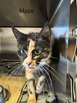 Rescue Domestic Short Hair Cats for Adoption in Knoxville, Tennessee - Maze | PetCurious